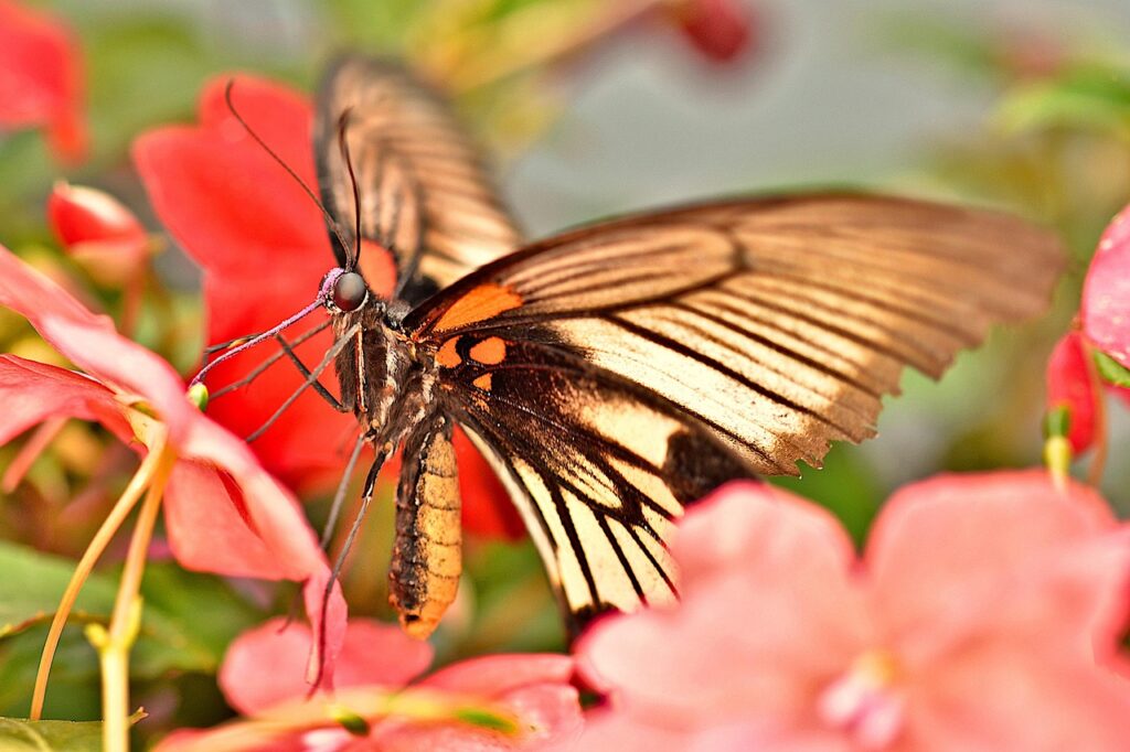 脂肪吸引の口コミで知る施術の実際とは？