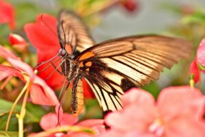 脂肪吸引の口コミで知る施術の実際とは？