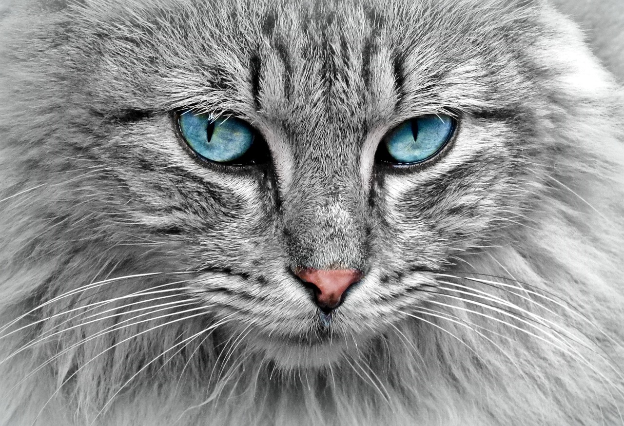 顔脂肪吸引後に猫を抱っこする際の注意点は？