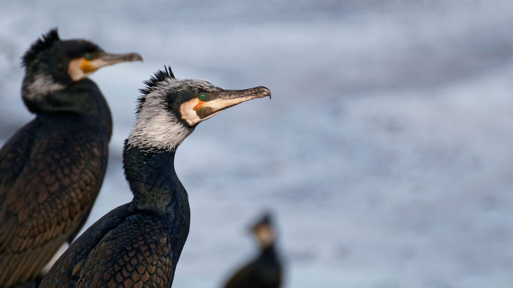 顔脂肪吸引後に学校を休む日数はどれくらい必要ですか？