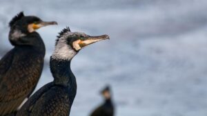 顔脂肪吸引後に学校を休む日数はどれくらい必要ですか？