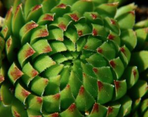 顔脂肪吸引のモニター写真の使われ方の確認は？