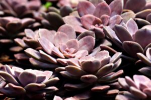 顔の脂肪吸引で体重増えたのは失敗か？判断の基準は？